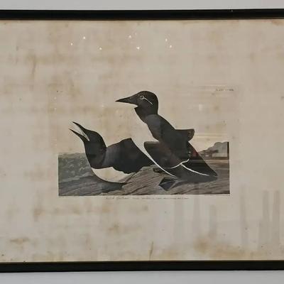 Audubon’s Birds of America – “Foolish Guillemot” (1834 Havell Edition Engraving, Framed)