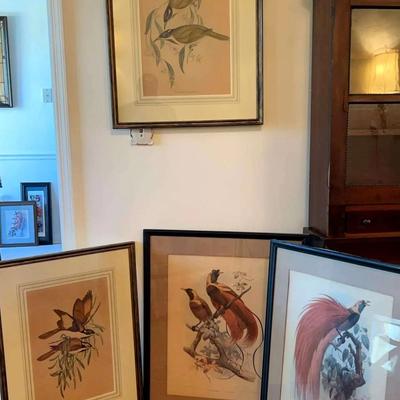Framed Bird Prints Featuring Birds of Paradise