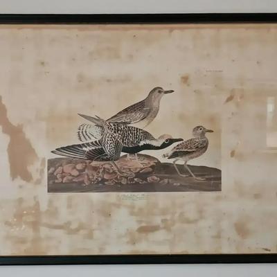 John James Audubon, Black-bellied Plover, Engraved by Robert Havell, 1836 (41" W x 27" L)