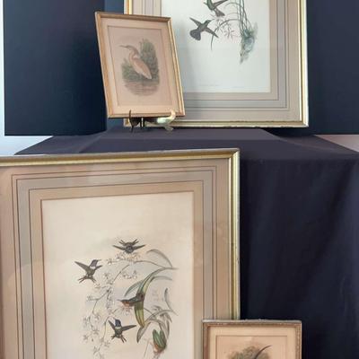 Framed John Gould Bird Prints