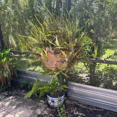 Staghorn