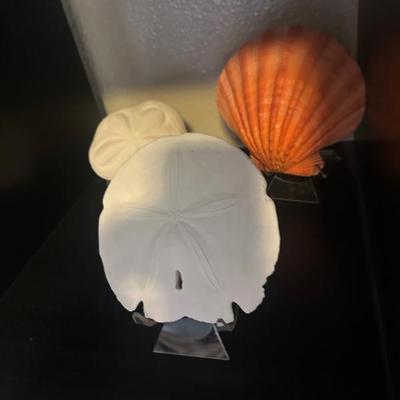 Lots of beautiful Shells
