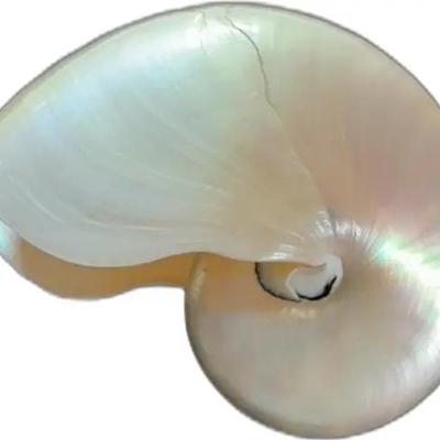 Pearlized Nautilus Shell
