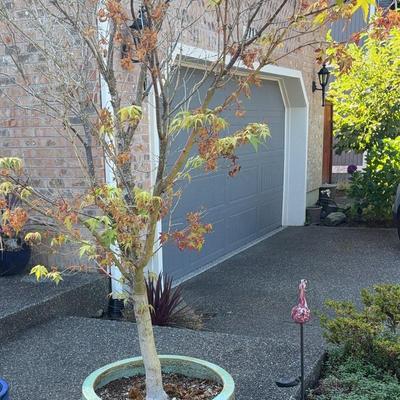 Potted Tree