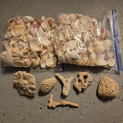 Lot #237 - Large Lot of Shells and Coral For Decor
