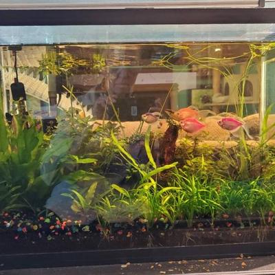 Th105 fish tank with plants and fish