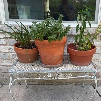 3 Plants And Stand 