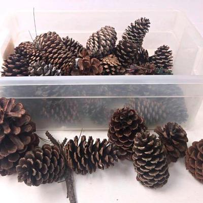 All About Pine Cones