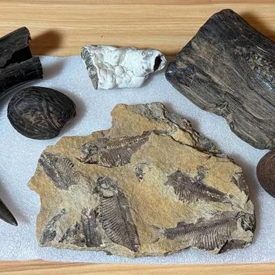 Fossil knightia fish fossil other collectibles