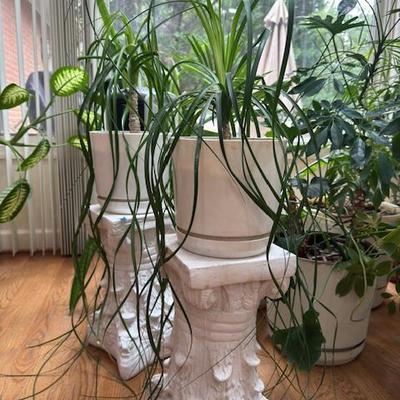 Assortment of Plants