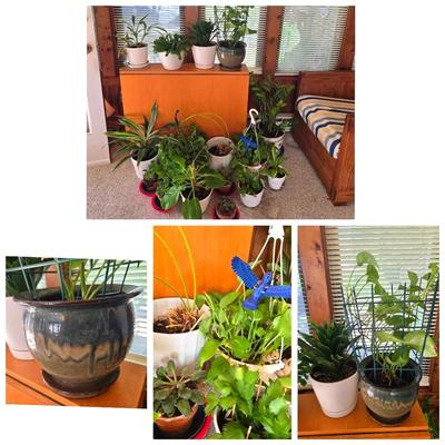 Live House Plants Lot w Planter Pots