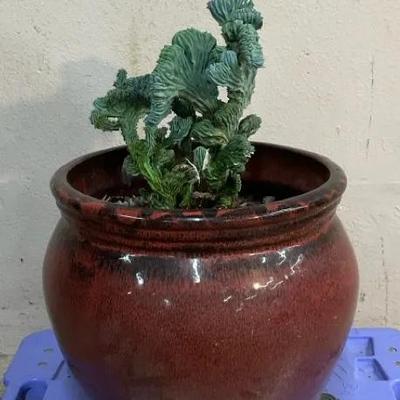 Crested Blue Candle Cactus In Glazed Pot