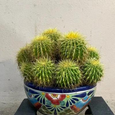 Cluster Of Golden Barrel Cacti In Talavera Pot