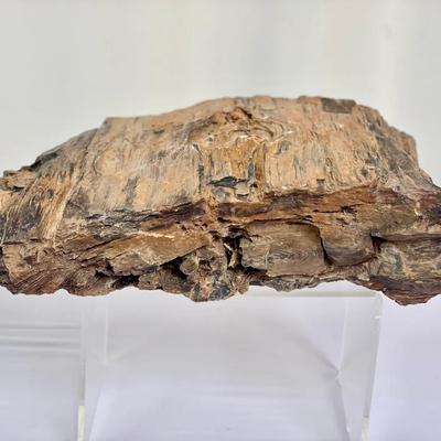 34.2 lbs. Petrified Wood Specimen 