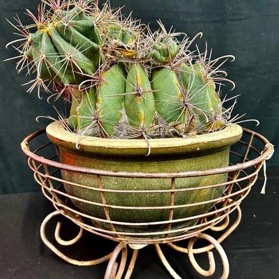 Ferocactus “Barrel Cactus” + Pot With Metal Stand 