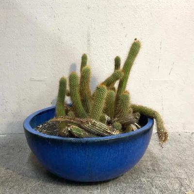 Golden Rat Tail Cacti In Blue Glazed Planter 