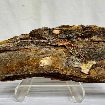 15.4lb Petrified Wood Piece With Tigers Eye Appearance 