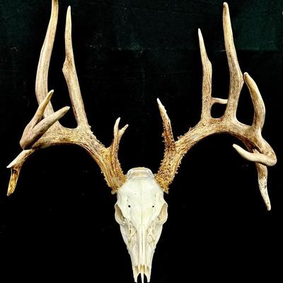 European Mount of a Whitetail Deer Skull w/Antlers