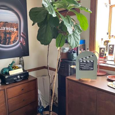 Sale Photo Thumbnail #8: Ficus Tree 6'