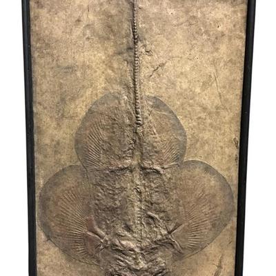 Sale Photo Thumbnail #4: Large Framed Stingray (Spathobatis Bugesiacus) Fossil. Measures 20 1/2"x33"x2". Weight 25 lbs