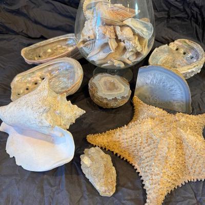 Sea Shell, Starfish & Rock Collection