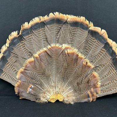 Wild Turkey Feathers 3