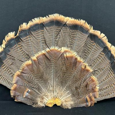 Wild Turkey Feathers 2