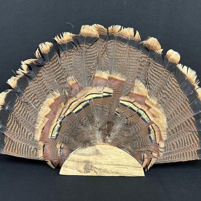Wild Turkey Feathers 1