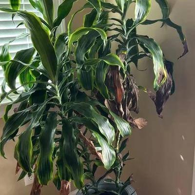 Household Plant With Ceramic Planter And Rolling Stand