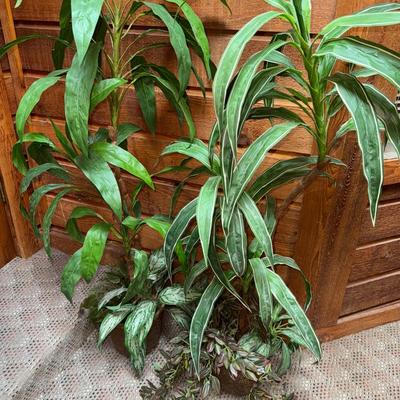 Two Plants