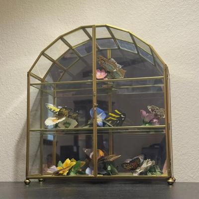 Butterfly Display