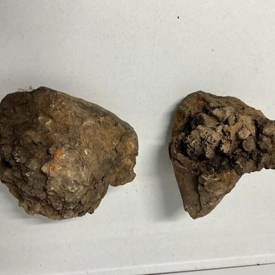 Fossil Rocks?