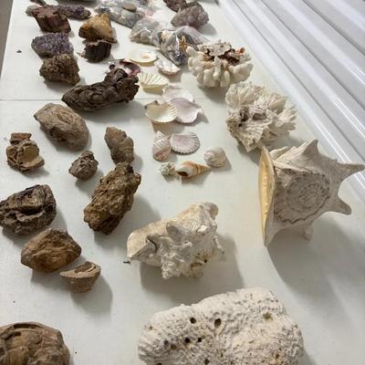 Shells Rocks And Fossils