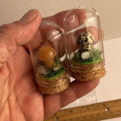 Mushrooms under glass