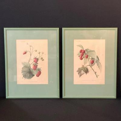 Two Framed Prints Of Wild Berry Plants