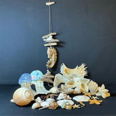 Fossils, Sea Shells, Chimes And More