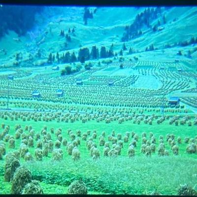 Original Slide of a Harvest Landscape - Austria - July 1953