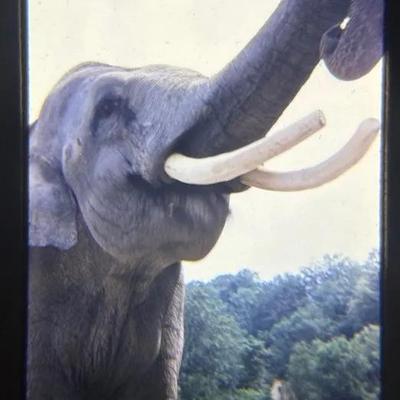 Original Slide of an Elephant at the Zoo - Munich, Germany - 1953