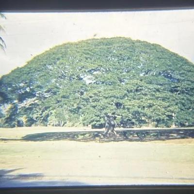 Original Slide of Banyan Tree - Hawaii - October 1945
