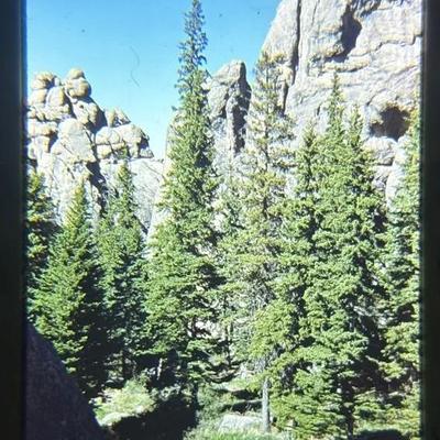 Original Slide of Forest Scenery - Black Hills, South Dakota - June 1950