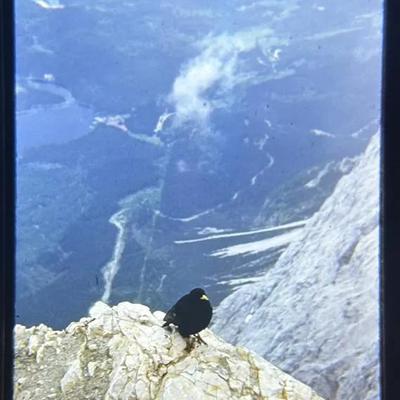 Original Slide of a Bird Atop a Cliff - 1950