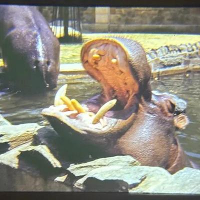 Original Slide of Chomping Hippo at the National Zoo - Washington D.C. - May 1942
