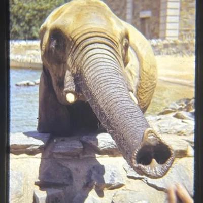 Original Slide of Sniffing Elephant - 1940s-50s