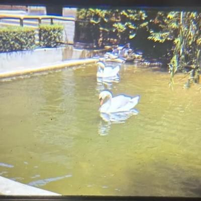 Original Slide of Swans at the National Zoo - Washington D.C. - August 1942
