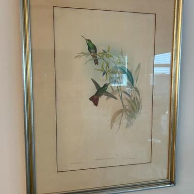 Sale Photo Thumbnail #38: Antique J. Gould and HC Fichter, del et tith Hummingbird lithograph. 