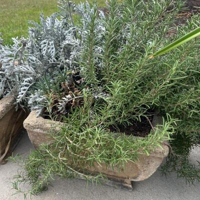 Sale Photo Thumbnail #260: Concrete planter with plant 
