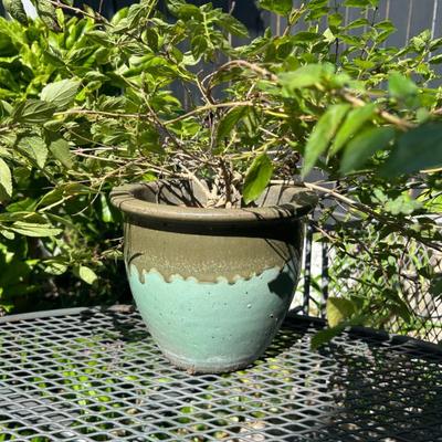 Sale Photo Thumbnail #239: Lovely pottery planter with plant. 