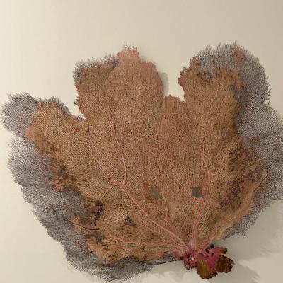Sale Photo Thumbnail #130: Real coral 