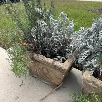 Sale Photo Thumbnail #261: Concrete planter with plant. 