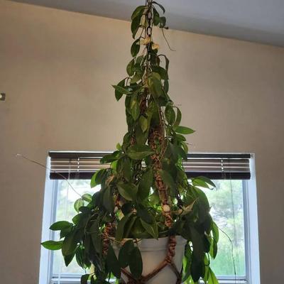 Hoya Plant Potted Hanging Plant